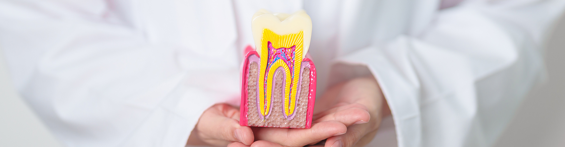 hands holding a model of a tooth cut in half to show the inside.