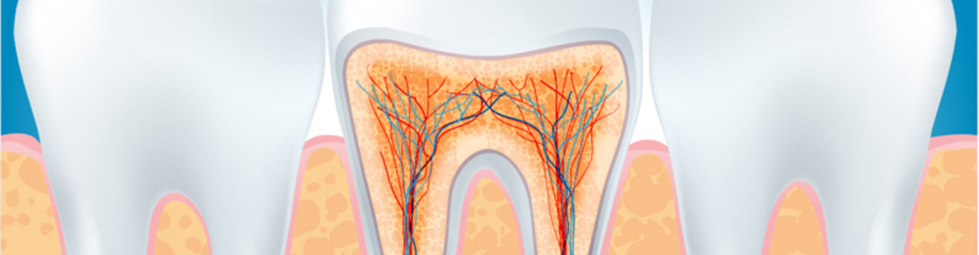 Illustration of tooth and the roots.