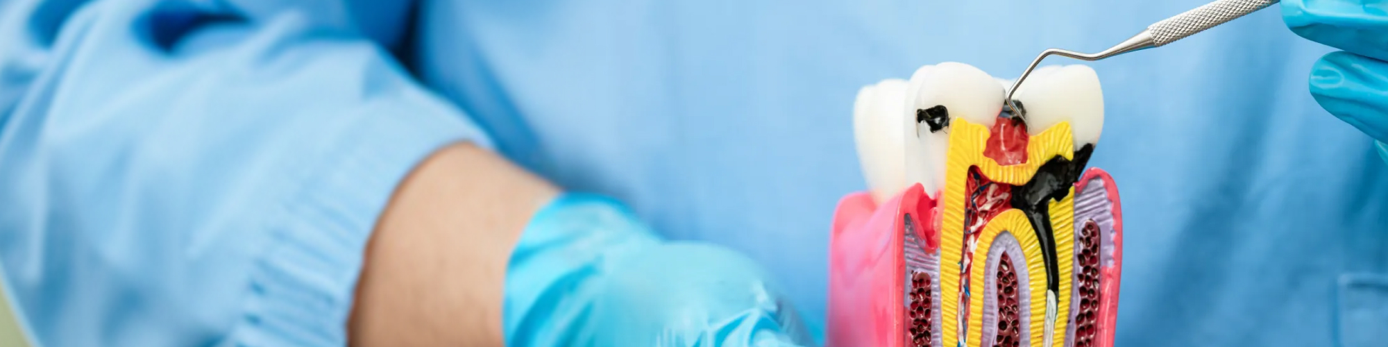 Gloved-hands-holding-model-tooth-showing-the-interior.